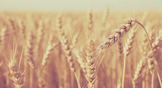 The Comprehensive Guide to the Benefits of a Gluten-Free Diet